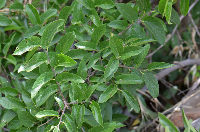 Netleaf Hackberry has leaves ranging in size from ½ inch up to 3 ½ inches. Note that leaf veins are “reticulated”. Celtis reticulata Netleaf Hackberry has leaves ranging in size from ½ inch up to 3 ½ inches. Note that leaf veins are “reticulated”. Celtis reticulata